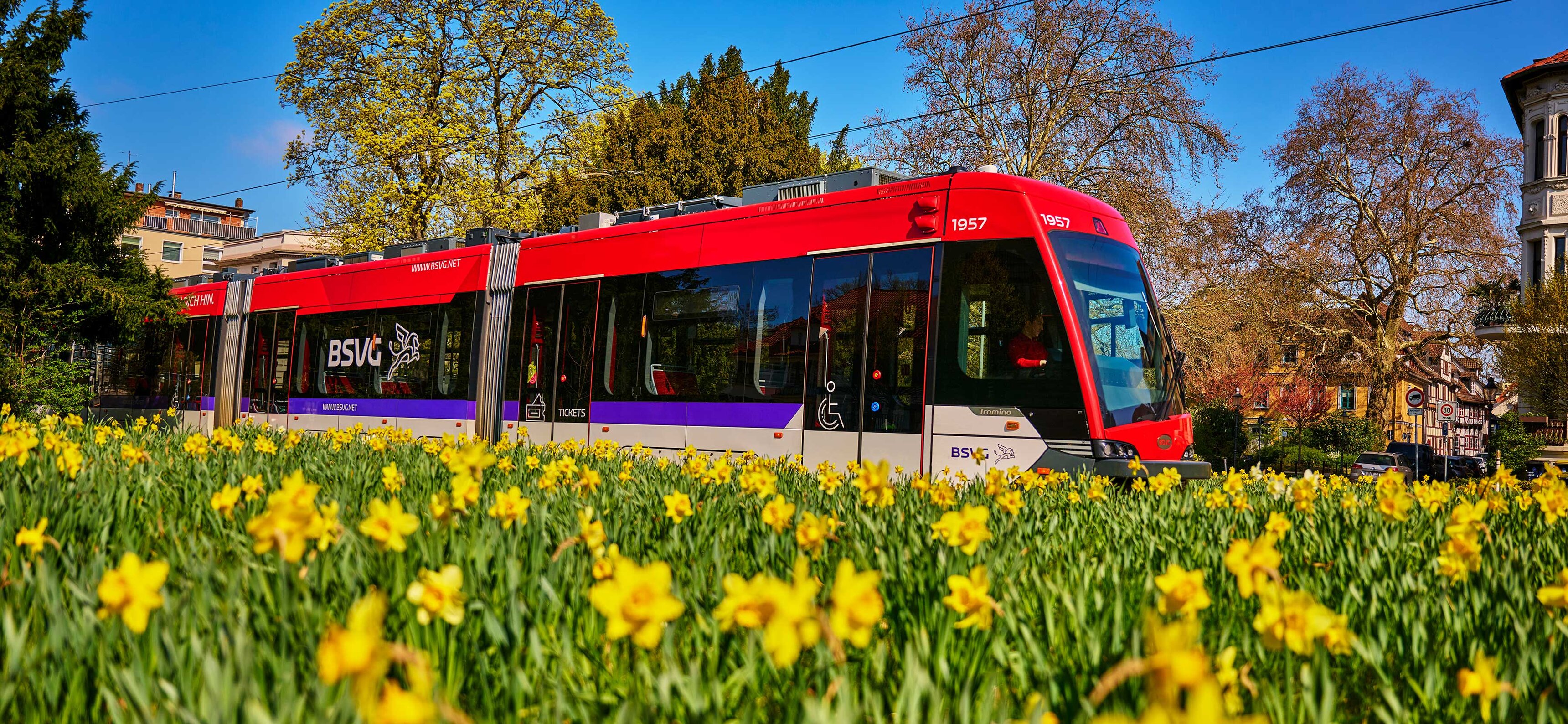 Tram im Narzissenmeer